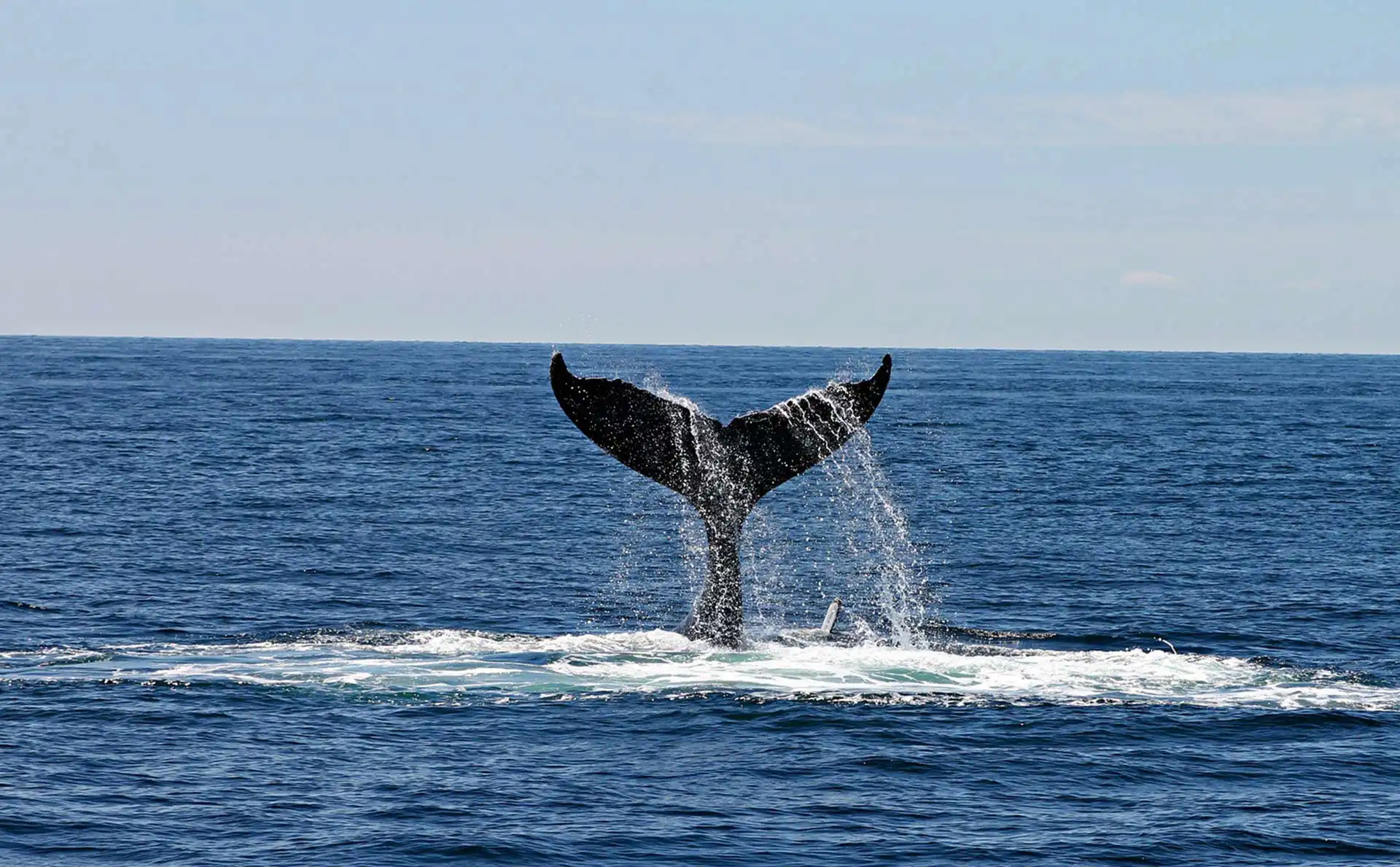 Whale and Dolphin Centre